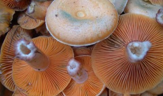 新鲜松乳菇保存 新鲜松乳菇保存多久