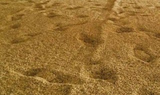 粮食怎样才能长期储藏 粮食怎样才能长期储藏呢