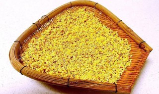 桂花可以晒干保存吗 桂花能不能晒干保存