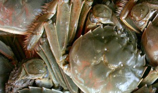 怎么存放大闸蟹不死