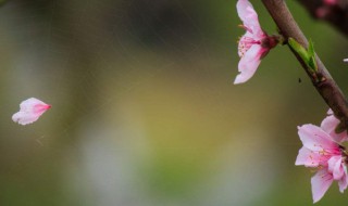 六丑落花原文翻译 《六丑·蔷薇谢后出作》词中,花