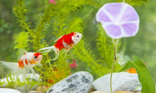 梦见买鱼是什么征兆（梦见买鱼是什么征兆好大的鱼）