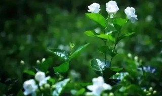 室内养什么花最香（室内养什么花最香对人体有益）