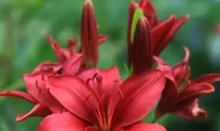 红百合花的药用价值（红百合的药用价值和功效）