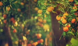 关于树的名言 关于书的名言名句大全