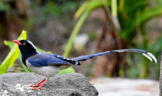 鹊怎么组词 鹊怎么组词和拼音