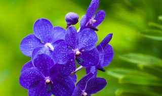 植的组词（如的组词）