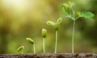 关于成长的名言警句(关于成长的名言警句50字)