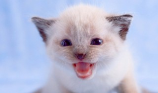 关于动物的名言名句（关于动物的名言名句英语）