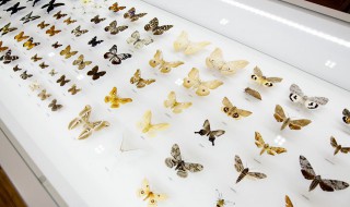 关于蝴蝶的诗 关于蝴蝶的诗四句