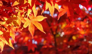 关于写秋天的诗 关于写秋天的诗词有哪些