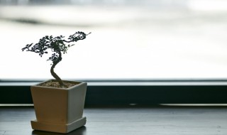 盆组词（盒组词）