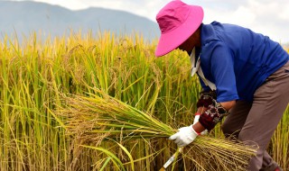 关于秋收的作文(关于秋收的作文500字)