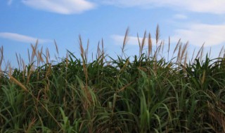 关于丰收的作文（关于丰收的作文400字）