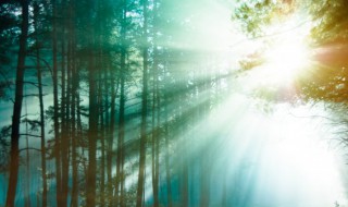 关于森林防火作文 关于森林防火作文的题目有哪些