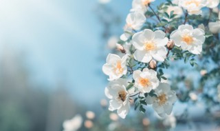 关于季节的作文 关于季节的作文200字