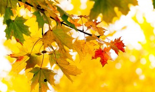 关于秋天的诗歌小学生 关于秋天的诗歌小学生适合五年级