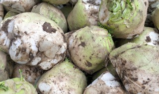 芥菜头的腌制方法 芥菜头的腌制方法大全