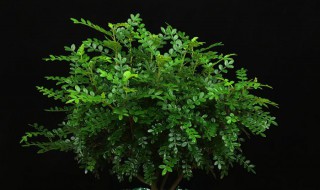 室内盆景有哪些品种好养好看（室内盆景有哪些品种好养好看绿植会开花）