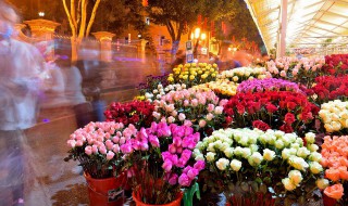 花盆颜色搭配（花盆颜色搭配图片欣赏）