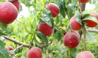 桃籽怎么种（桃籽怎么种才能发芽）