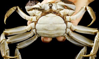 大闸蟹的正确煮法（大闸蟹怎么煮法）