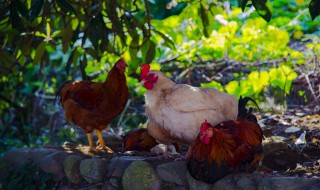 鸡病大全及治疗方法 鸡病大全及治疗方法书籍