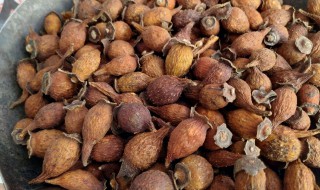 金樱子怎么泡酒 金樱子泡酒比例