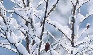 下雪句子表达心情短语（下雪了的心情短语）