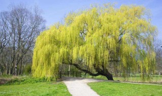 柳树怎么种（柳树怎么种容易活）