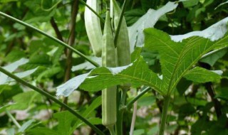 秋葵种植方法和时间(秋葵种植方法和时间周期)