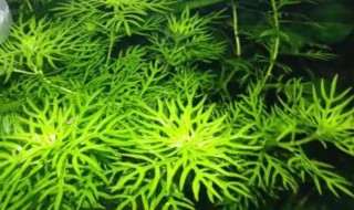 如何种植水草 如何种植水草籽