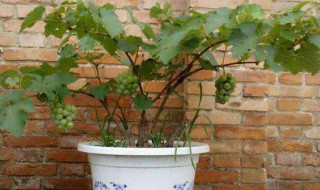 红提籽怎么种盆栽（红提的籽可以出来苗吗）