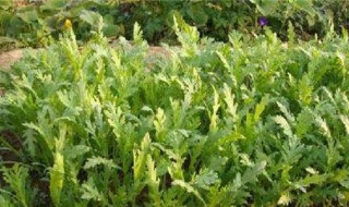 皇帝菜怎么种 帝王菜是什么菜怎么种