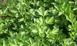 麦冬如何种植 麦冬如何种植视频