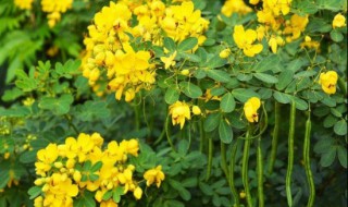 决明子怎么种植 决明子怎么种植一亩地产多少公斤