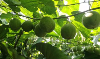 罗汉果怎么种植好 罗汉果怎么种植好活