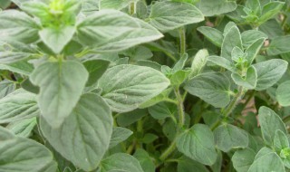 牛至怎么种 牛至栽培技术