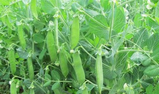 荷兰豆该怎么种植 荷兰豆该怎么种植容易发芽