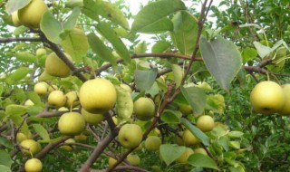 梨树怎么种(梨树怎么种植视频)