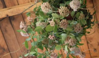 球兰怎么种（球兰怎么种植需要什么底肥）