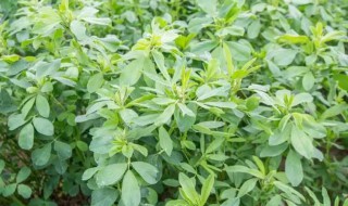 紫花苜蓿怎么种（紫花苜蓿怎么种植需要用播种机吗）