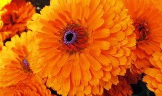 金盏花怎么种 金盏花怎么种植盆栽