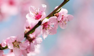 桃花要怎么种植 桃花要怎么种植才能开花