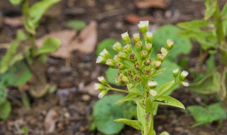 药材防风如何种植 药材防风如何种植的