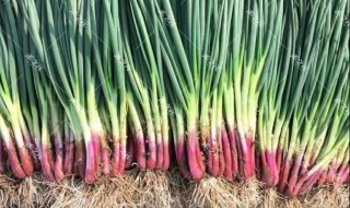 大葱种子怎么种 大葱种子怎么育苗子