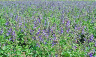 黄芩怎么种 黄芩怎么种植高产