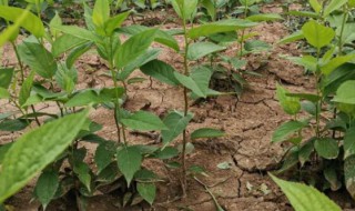 杜仲树怎么种 杜仲树怎么种植视频