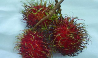 红毛丹种植有哪些条件 红毛丹种植有哪些条件呢