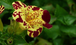 猴面花的种子如何种植 猴面花的种子如何种植视频